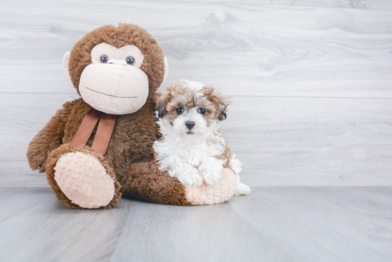 Maltipoo Pup Being Cute