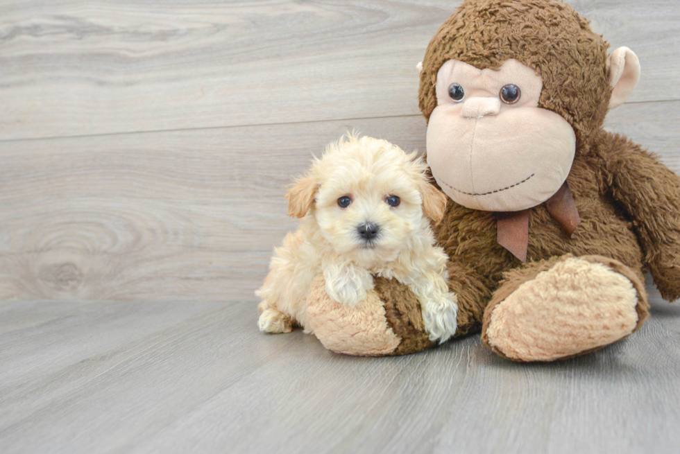 Energetic Maltese Poodle Poodle Mix Puppy