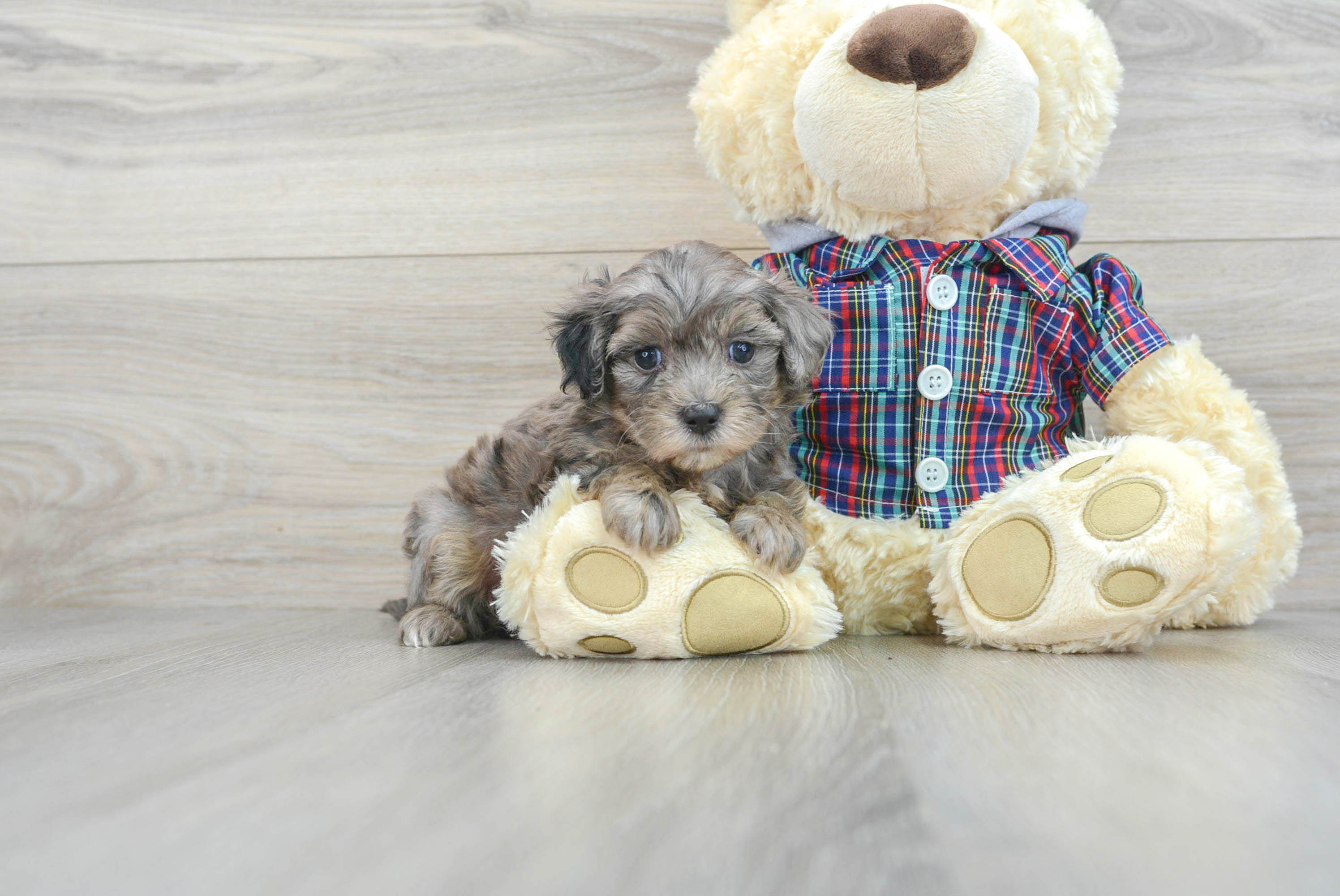 Adorable Maltepoo Poodle Mix Puppy