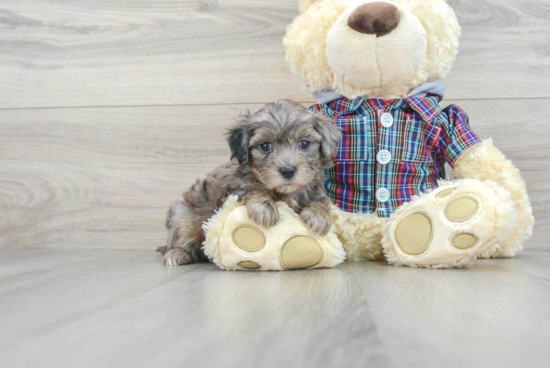 Adorable Maltepoo Poodle Mix Puppy