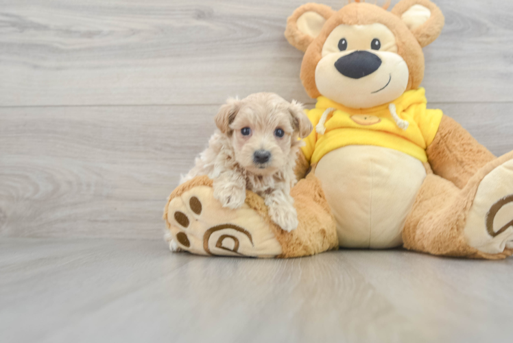 Smart Maltipoo Poodle Mix Pup