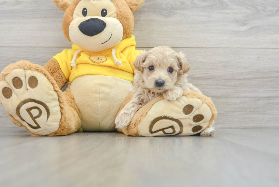 Friendly Maltipoo Baby