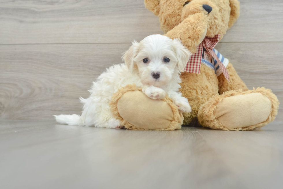 Adorable Malt Oodle Poodle Mix Puppy