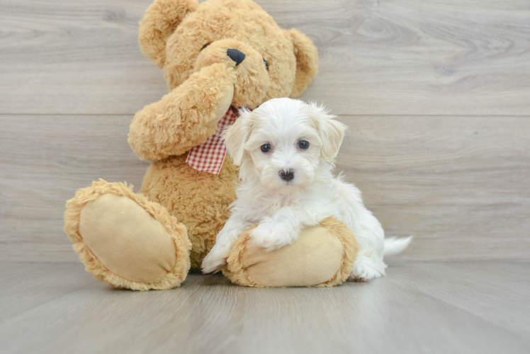 Hypoallergenic Maltese Poodle Poodle Mix Puppy