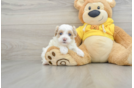 Maltipoo Pup Being Cute