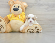 7 week old Maltipoo Puppy For Sale - Premier Pups