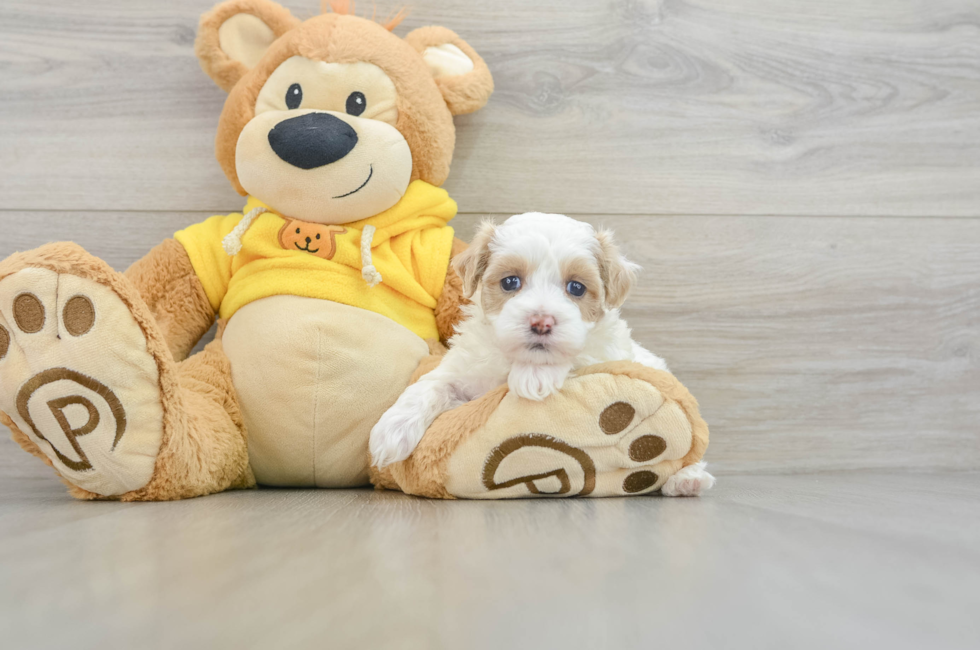 7 week old Maltipoo Puppy For Sale - Premier Pups