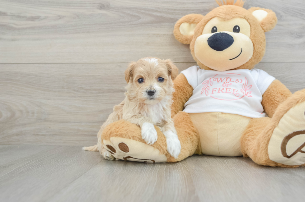 5 week old Maltipoo Puppy For Sale - Premier Pups