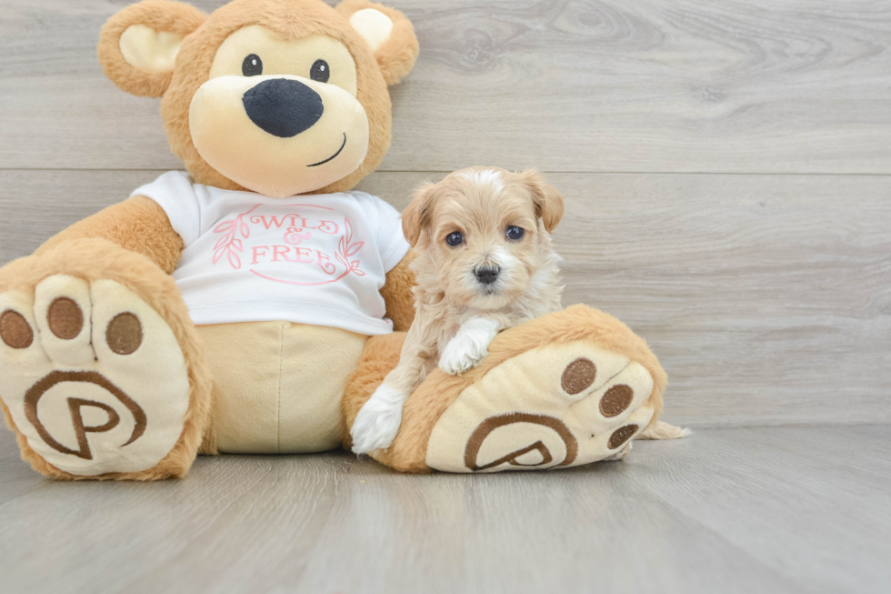 Energetic Maltepoo Poodle Mix Puppy