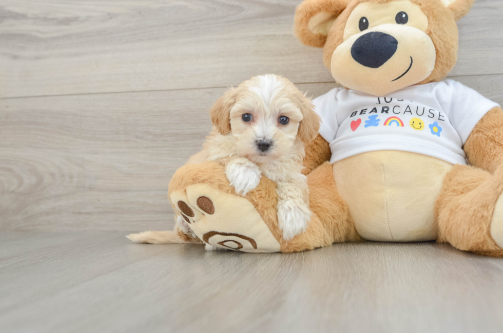 6 week old Maltipoo Puppy For Sale - Premier Pups