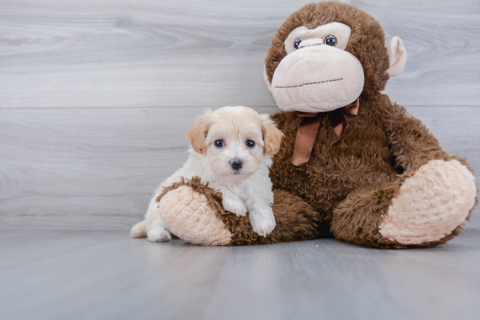 Best Maltipoo Baby