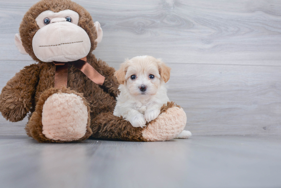 Playful Maltese Poodle Poodle Mix Puppy