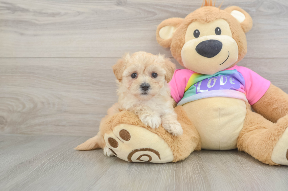 5 week old Maltipoo Puppy For Sale - Premier Pups