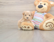 6 week old Maltipoo Puppy For Sale - Premier Pups