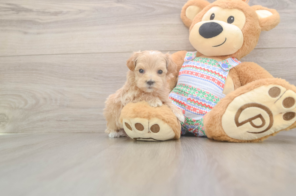 5 week old Maltipoo Puppy For Sale - Premier Pups