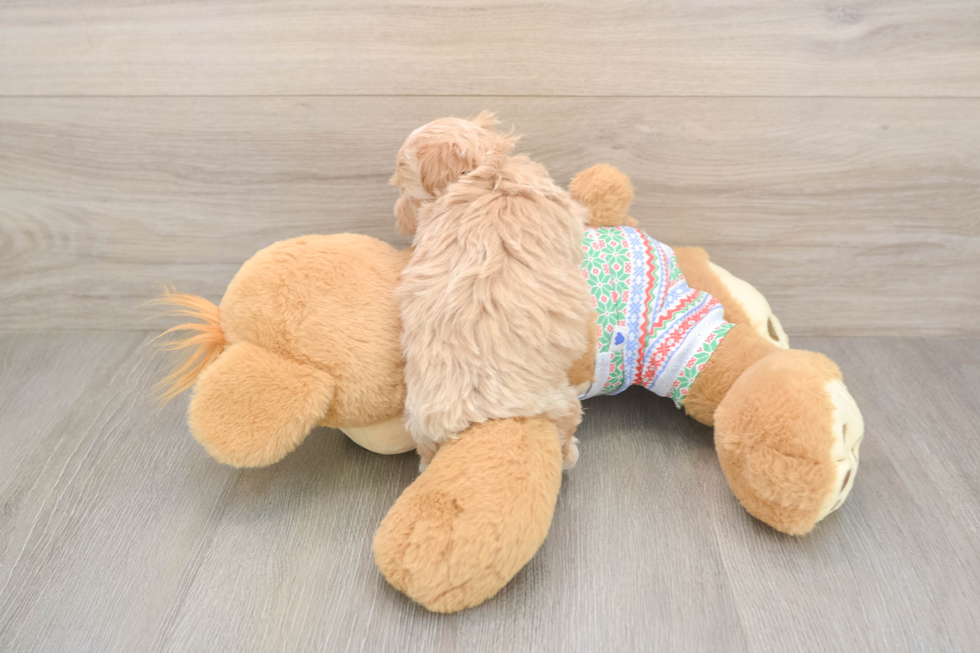 Maltipoo Pup Being Cute