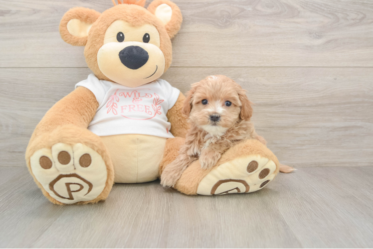 Maltipoo Puppy for Adoption