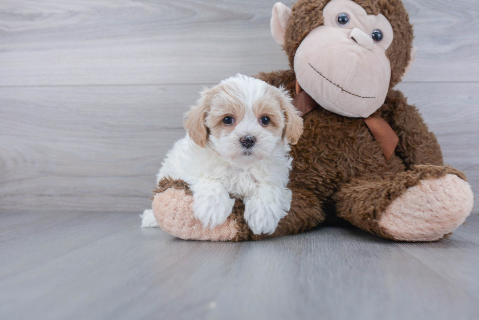 Popular Maltipoo Poodle Mix Pup