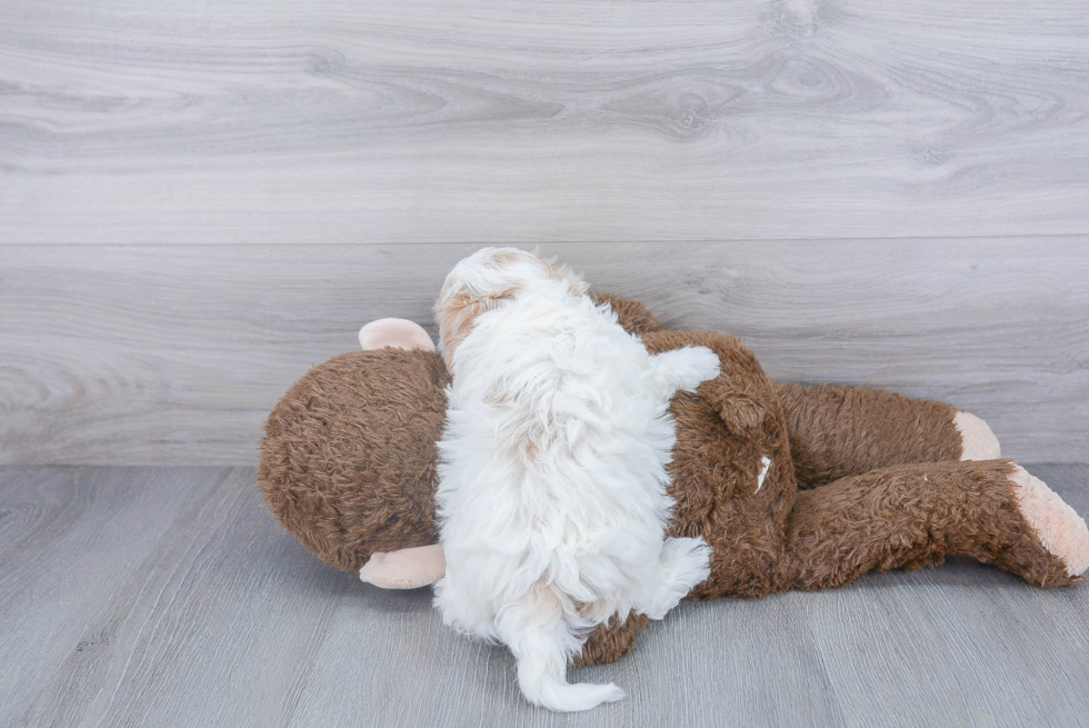 Sweet Maltipoo Baby