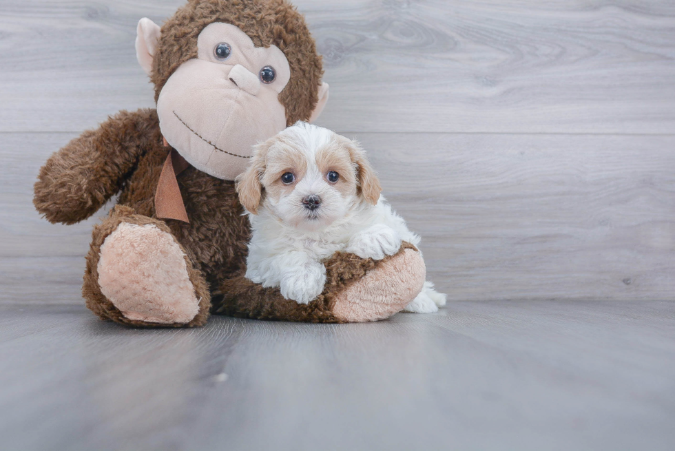 Maltipoo Pup Being Cute