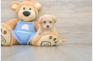 Smart Maltipoo Poodle Mix Pup