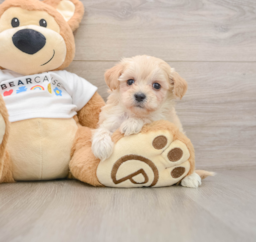 7 week old Maltipoo Puppy For Sale - Premier Pups