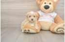 Cute Maltipoo Baby