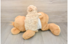 Best Maltipoo Baby