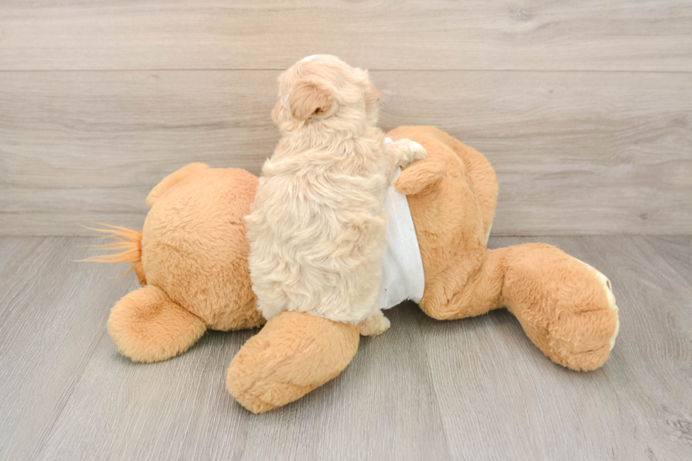 Best Maltipoo Baby