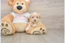 Best Maltipoo Baby