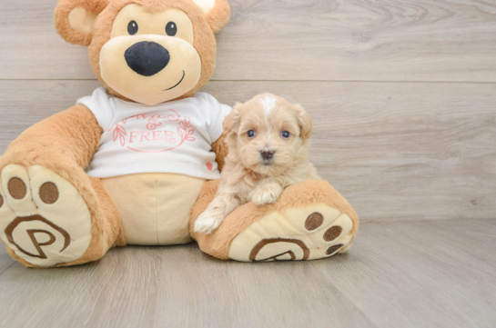 Best Maltipoo Baby