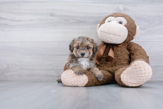 Small Maltipoo Baby