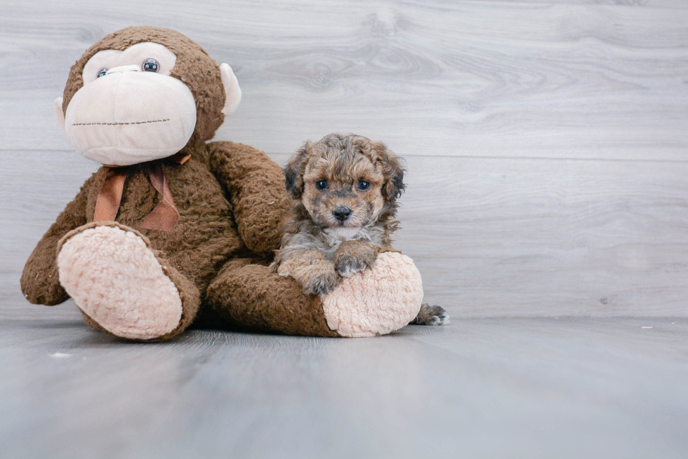 Petite Maltipoo Poodle Mix Pup