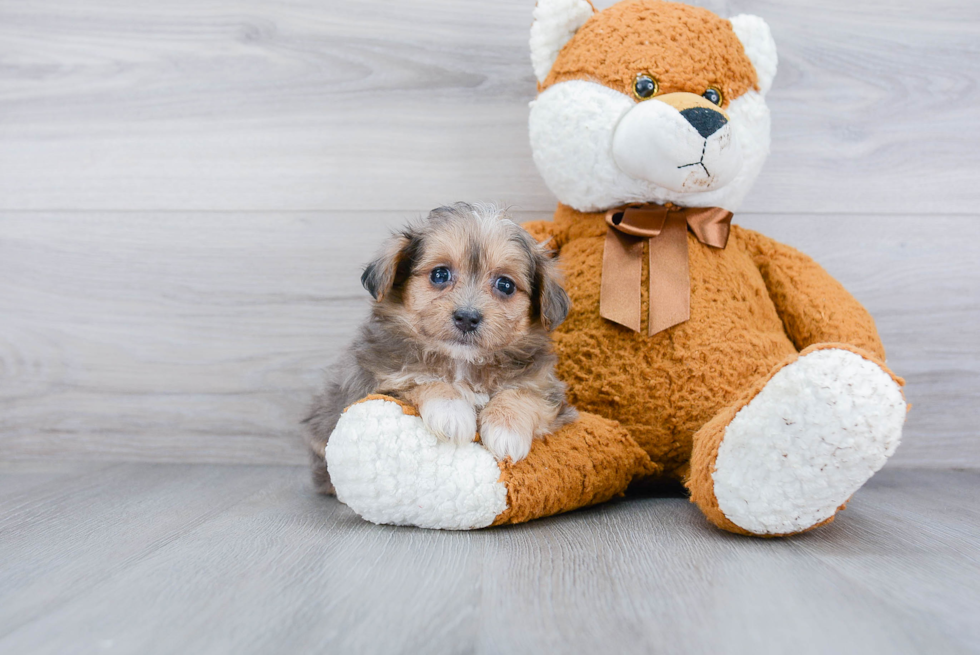 Fluffy Maltipoo Poodle Mix Pup