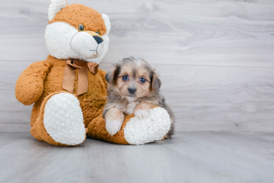 Maltipoo Puppy for Adoption