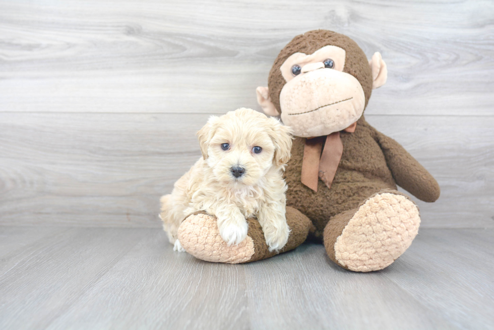 Fluffy Maltipoo Poodle Mix Pup