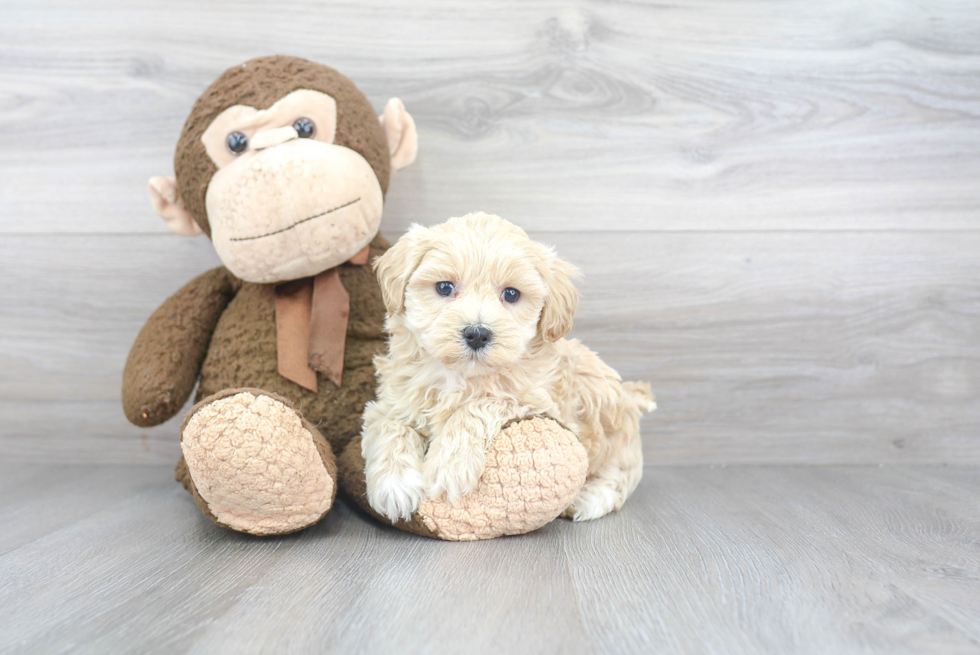 Hypoallergenic Maltepoo Poodle Mix Puppy