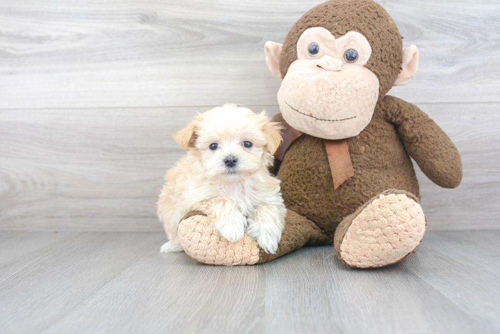 Small Maltipoo Baby