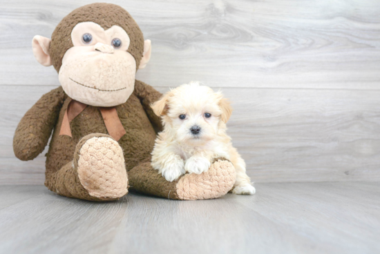 Maltipoo Pup Being Cute