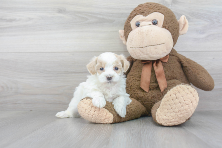 Hypoallergenic Maltepoo Poodle Mix Puppy