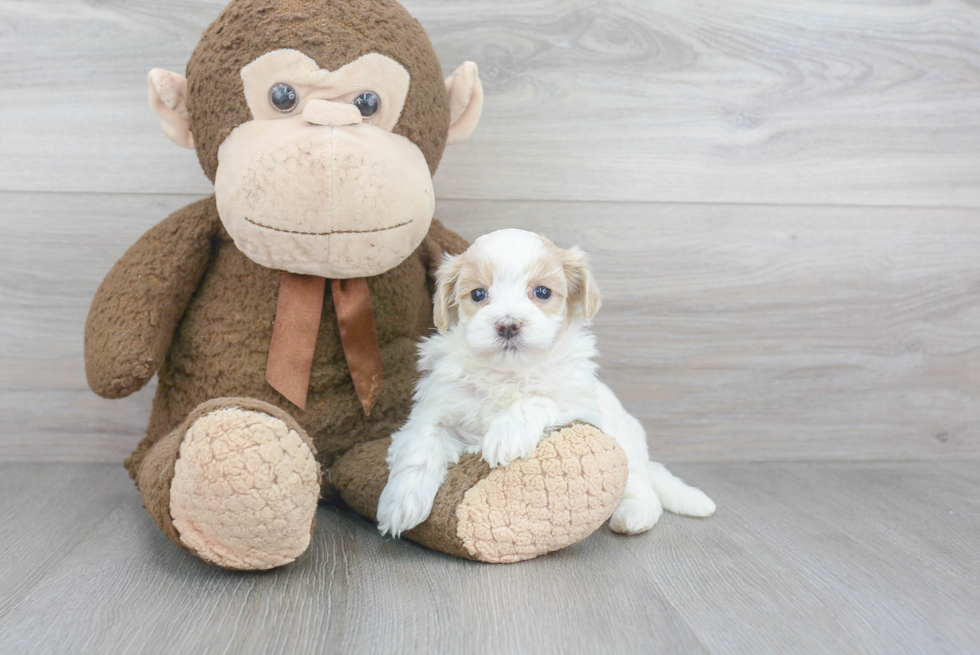 Small Maltipoo Baby