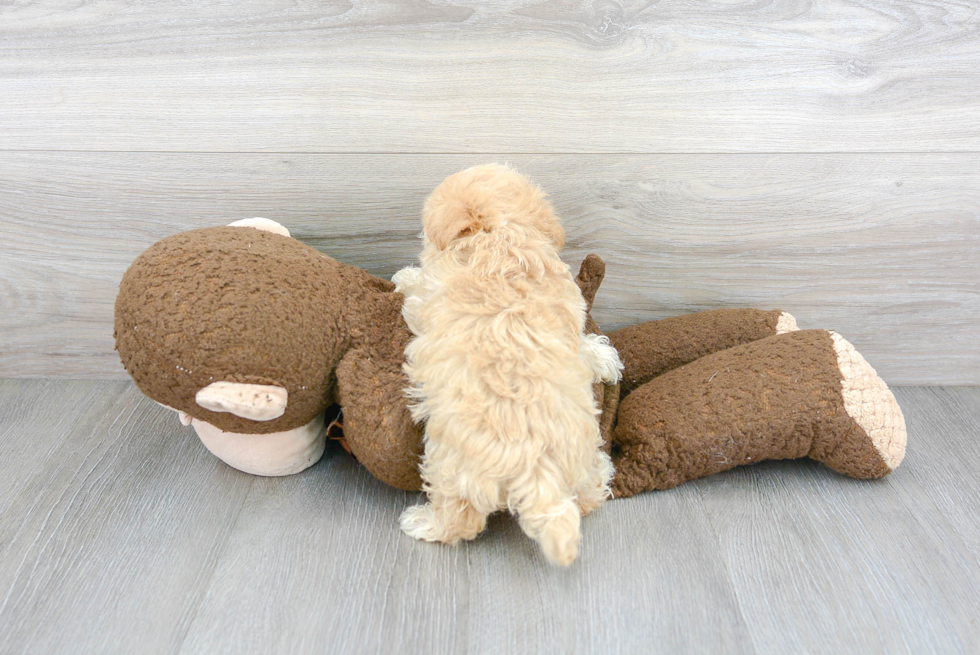 Friendly Maltipoo Baby