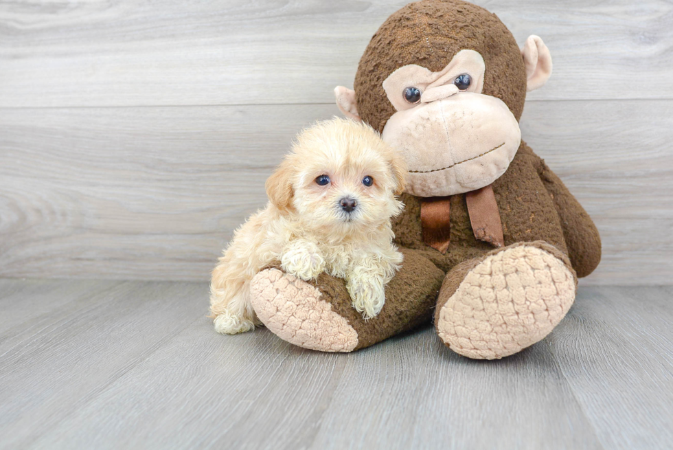 Cute Maltipoo Baby