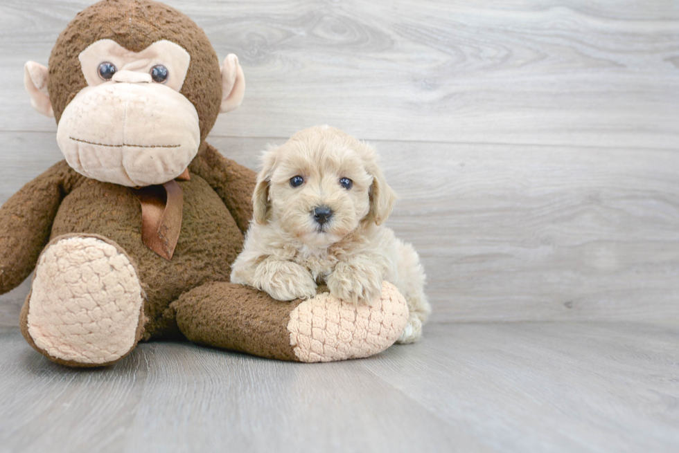 Adorable Maltese Poodle Poodle Mix Puppy