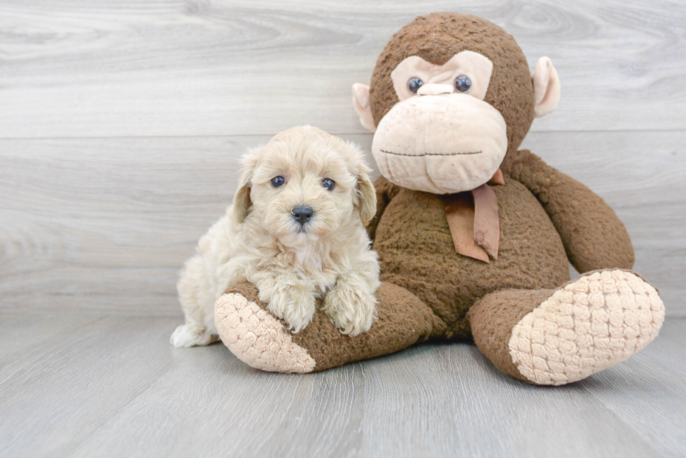 Funny Maltipoo Poodle Mix Pup