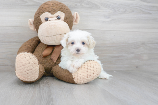 Best Maltipoo Baby