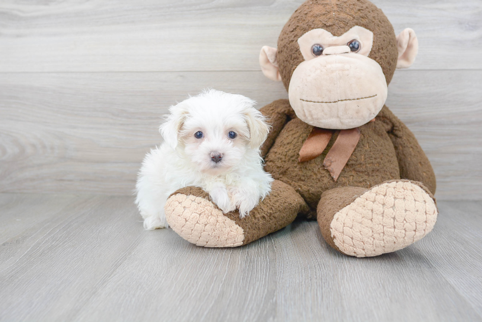 Maltipoo Puppy for Adoption