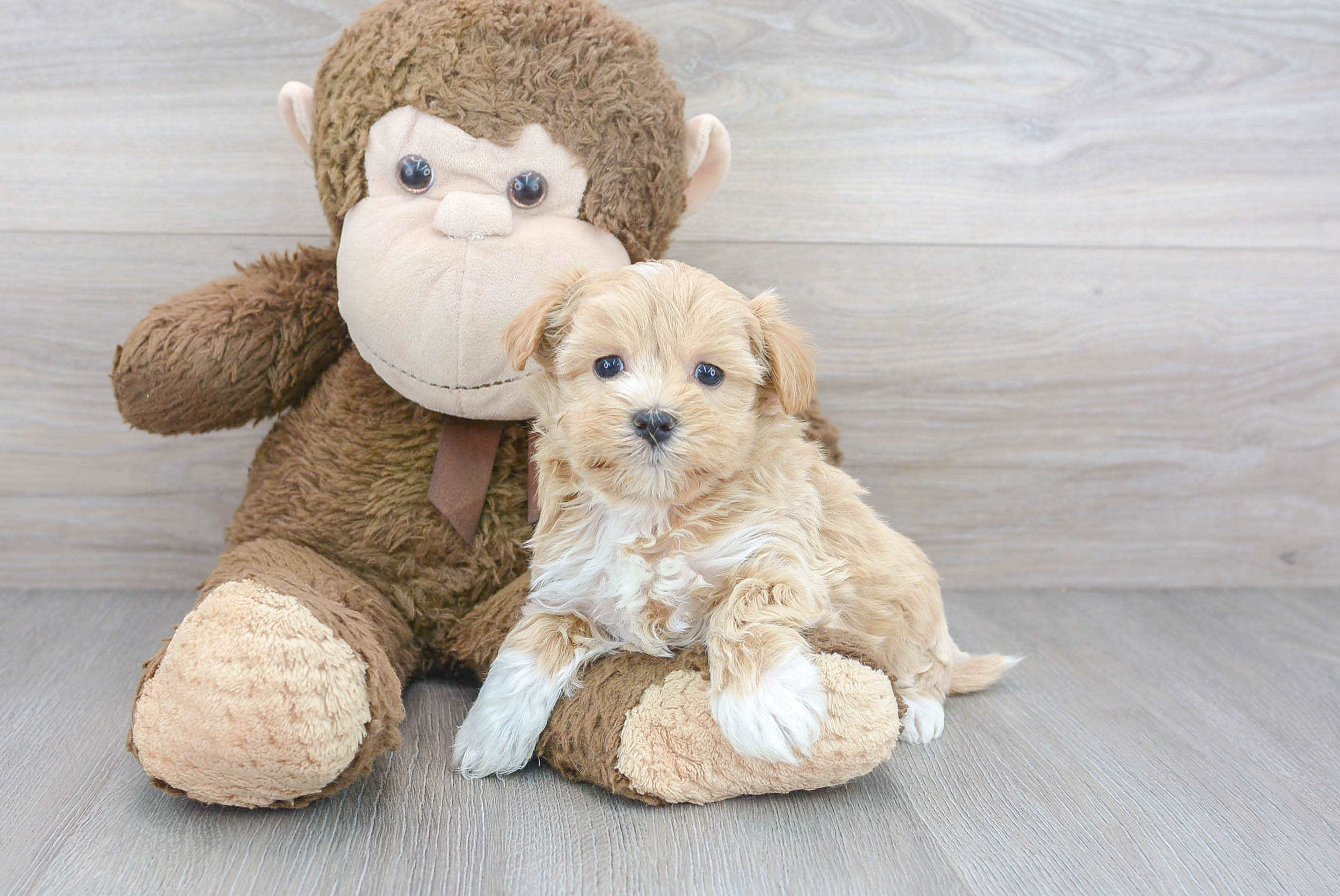 Best Maltipoo Baby