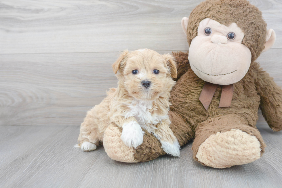 Maltipoo Puppy for Adoption