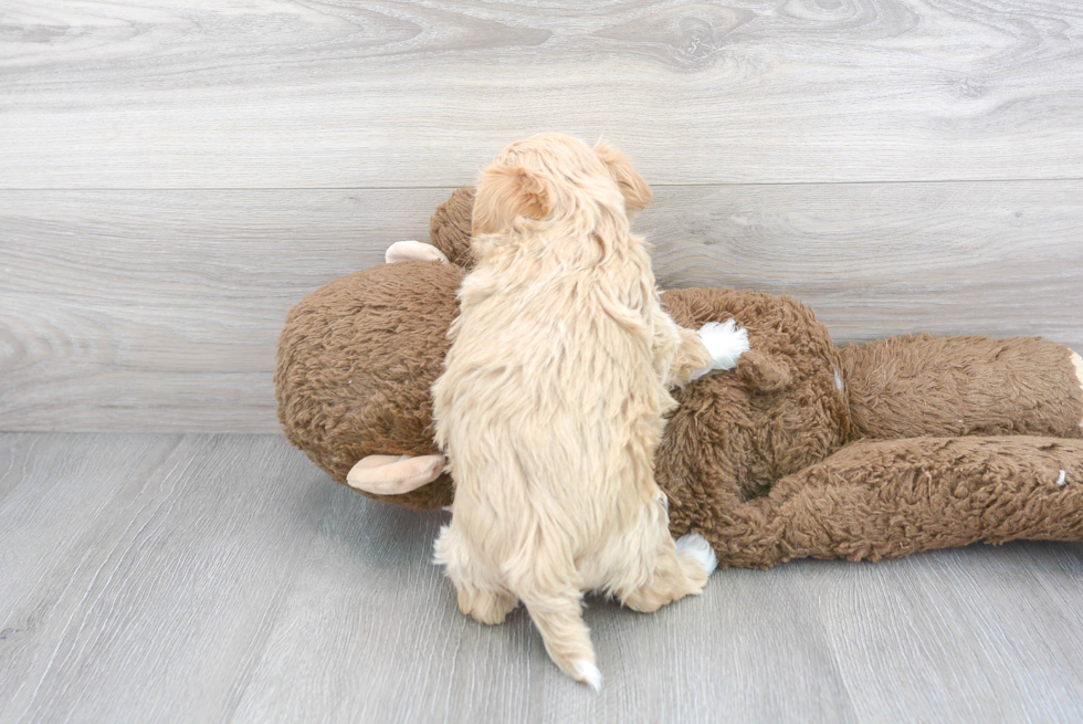 Maltipoo Pup Being Cute